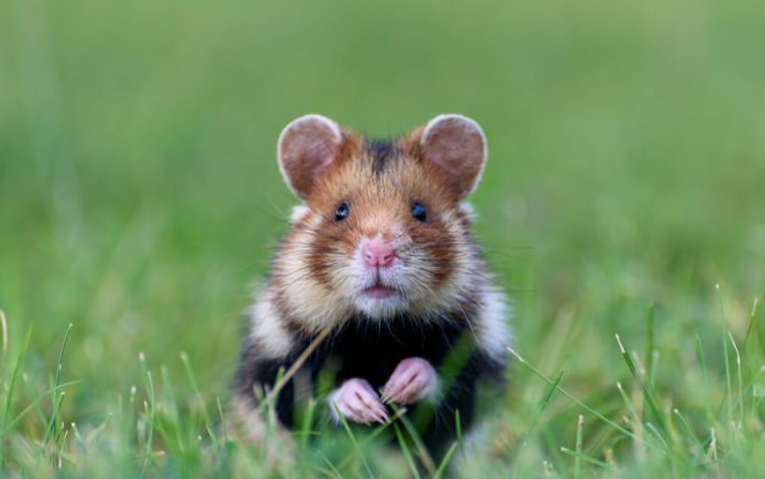 Federal Government Funds Fight Club for Hamsters