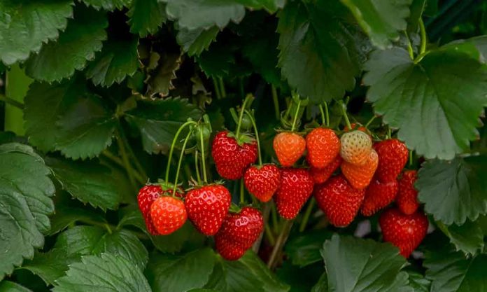 Major Strawberry Recall Associated With Hepatitis A Outbreak