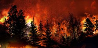 Governor Newsom Seeks Federal Aid for Fire Recovery