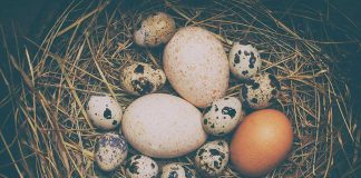 Deadly Bird Flu Strain Confirmed in Mississippi Poultry Flock
