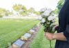 Person holding white roses at a cemetery