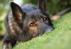 Close up of a dog resting on green grass