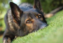 Close up of a dog resting on green grass