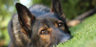 Close up of a dog resting on green grass