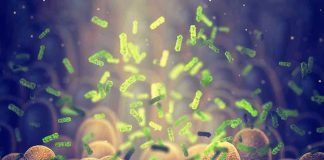 Dinner Plate to Dialysis: Beef Kofta Shock Triggers Lawsuit Green bacteria among intestine lining cells, microscopic view.
