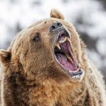Heart-Stopping Glacier Charge Caught On Trail Bear roaring in snowy environment showing sharp teeth