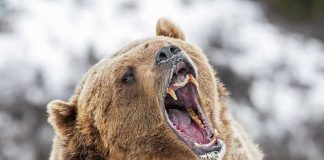 Heart-Stopping Glacier Charge Caught On Trail Bear roaring in snowy environment showing sharp teeth