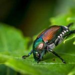 Close-up of a colorful beetle on a green leaf