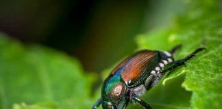 Europe’s Green Shield Has a Crack. Close-up of a colorful beetle on a green leaf