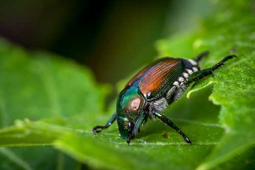 shutterstock_451415662 Close-up of a colorful beetle on a green leaf