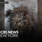 2 dogs found in deplorable conditions in Bronx apartment building, animal rescue says