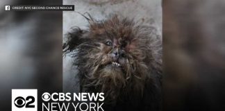 City Blindspot Leaves Dogs Dying 2 dogs found in deplorable conditions in Bronx apartment building, animal rescue says