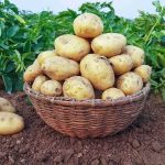 Britain’s Potato Crisis Just Got Worse Basket of freshly harvested potatoes on soil in a field