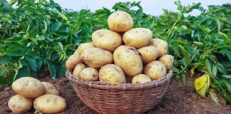 Britain’s Potato Crisis Just Got Worse Basket of freshly harvested potatoes on soil in a field