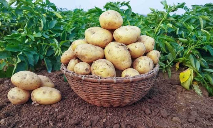 Basket of freshly harvested potatoes on soil in a field