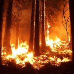 Wildfire Erupts Near Yosemite’s Wawona Forest wildfire engulfing trees at night
