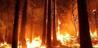Wildfire Erupts Near Yosemite’s Wawona Forest wildfire engulfing trees at night