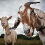 Commuter Chaos: Goats Board City Bus Two goats standing in a field under a cloudy sky