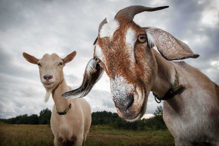 shutterstock_794370853 Two goats standing in a field under a cloudy sky