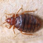 Dino Killer Sparked Ant Uprising? Bed bug close-up on fabric surface