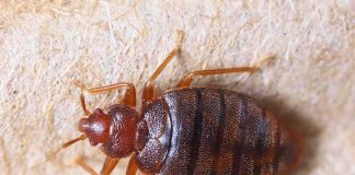 Dino Killer Sparked Ant Uprising? Bed bug close-up on fabric surface