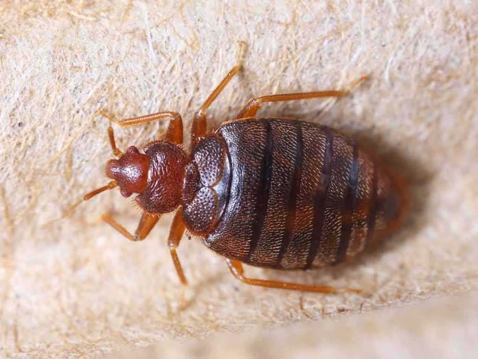shutterstock_131698883 Bed bug close-up on fabric surface